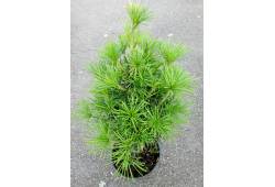 Sciadopitys verticillata - pajehličník přeslenitý