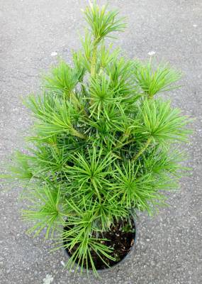 Sciadopitys verticillata - pajehličník přeslenitý