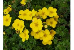 Potentilla fruticosa  GOLDTEPPICH  - mochna křovit..