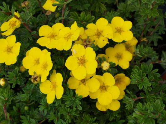 Potentilla fruticosa  GOLDTEPPICH  - mochna křovitá žlutá