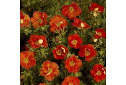 Potentilla fruticosa  Red Ace  - mochna křovitá če..