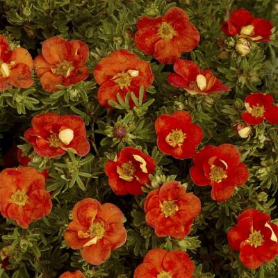 Potentilla fruticosa  Red Ace  - mochna křovitá červená