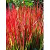 Imperata cylindrica  Red Baron  - JAPONSKÁ KRVAVÁ TRÁVA
