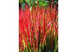 Imperata cylindrica  Red Baron  - JAPONSKÁ KRVAVÁ ..