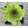 Sempervivum tectorum - Netřesk