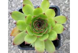 Sempervivum tectorum - Netřesk