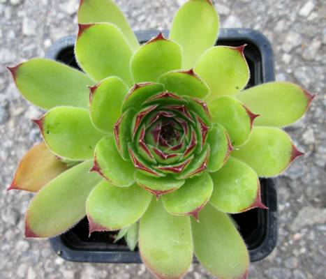 Sempervivum tectorum - Netřesk