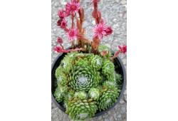 Sempervivum webbyola - Netřesk