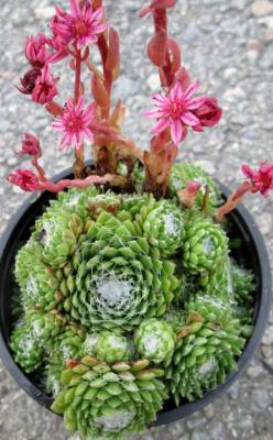 Sempervivum webbyola - Netřesk