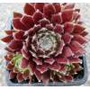 Sempervivum spherette - Netřesk