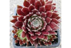 Sempervivum spherette - Netřesk