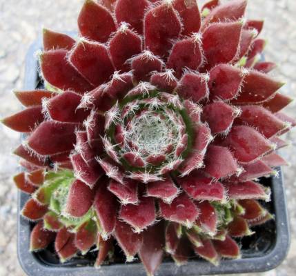 Sempervivum spherette - Netřesk