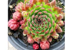 Jovibarba glabrescens - Nechrastec