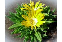 Delosperma - Kosmatec žlutý