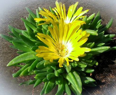Delosperma - Kosmatec žlutý