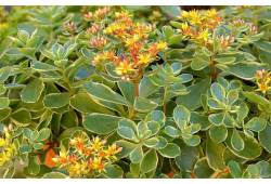 Sedum kamtschaticum 'Variegatum' - rozchodník kamč..