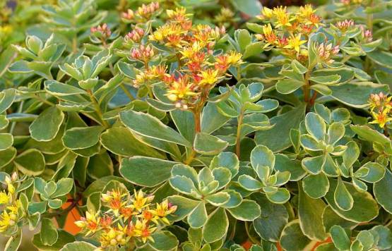 Sedum kamtschaticum 'Variegatum' - rozchodník kamčatský