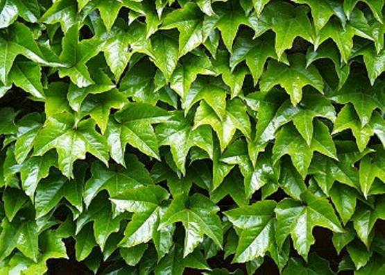 Parthenocissus tricuspidata veitchii - přísavník trojcípý