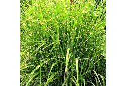 Miscanthus sinensis ZWERG ZEBRA - Ozdobnice čínská
