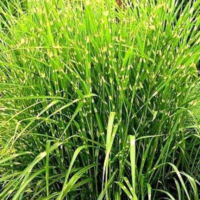 Miscanthus sinensis ZWERG ZEBRA - Ozdobnice čínská