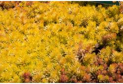 Sedum reflexum     'Angelina' - rozchodník