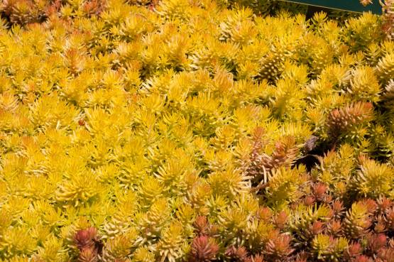 Sedum reflexum     'Angelina' - rozchodník