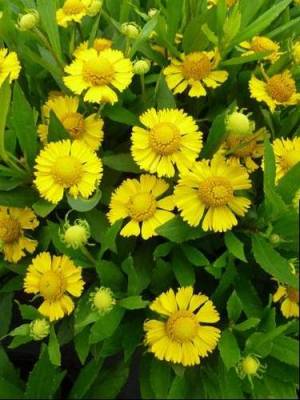 Helenium autumnale ´Yellow´- Záplevák podzimní žlutý