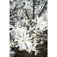 Magnolia stellata 'ROYAL STAR' - šácholan